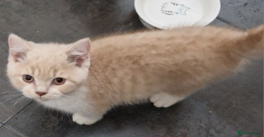 British Shorthair cats - Advert 3