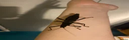 Mixed Breed invertebrates for sale: Mantis, millipedes , isopods , stick insects/eggs - Advert 10