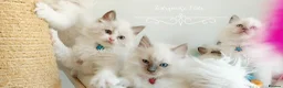 Ragdoll cats for sale: READY😻PURE BEAUTIFUL RAGDOLL 😻😻😻 - Advert 22