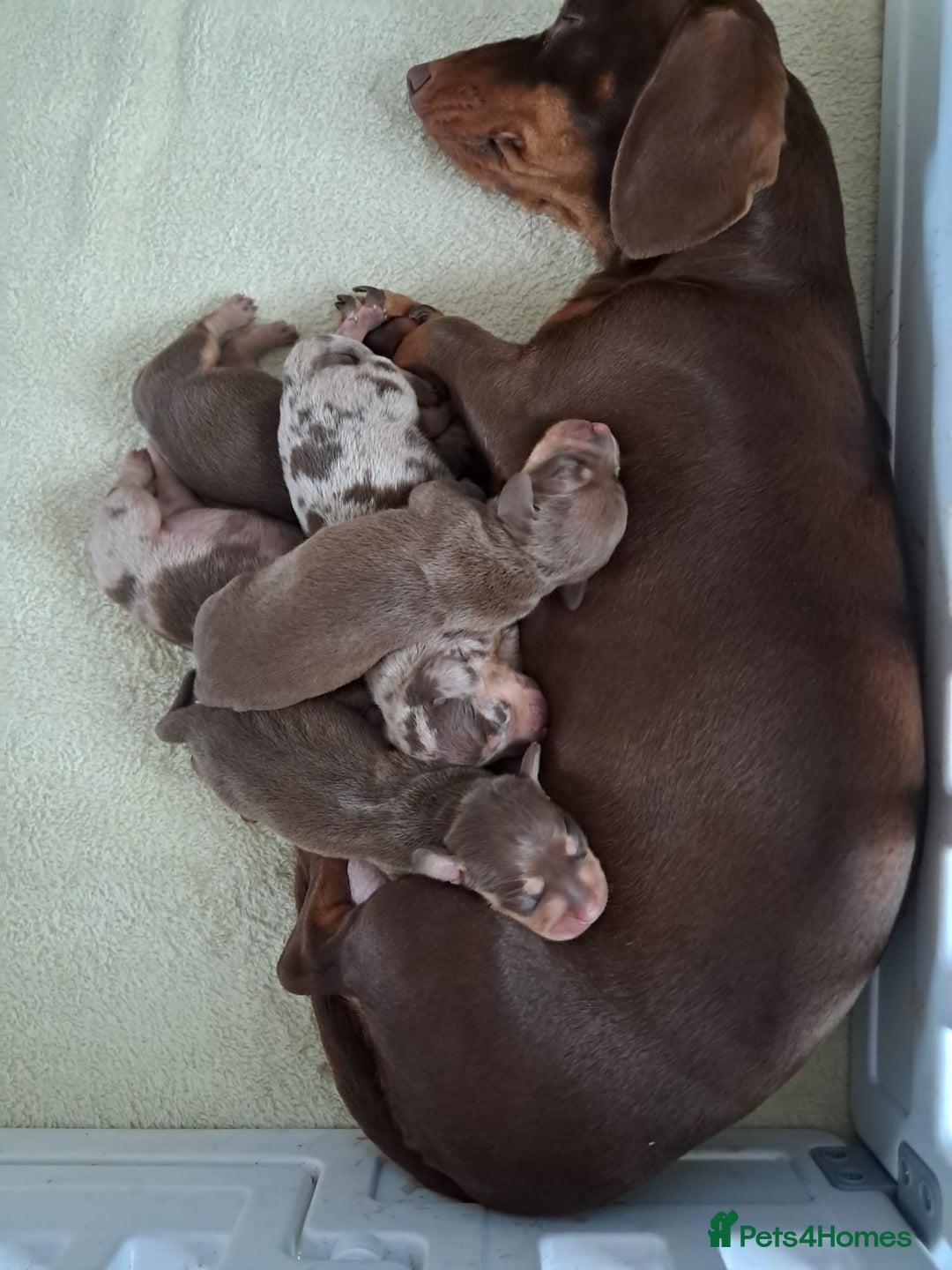 Dachshund dogs for sale: 4 absolutely gorgeous dachshund girls  - Advert 8
