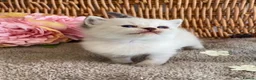 British Shorthair cats for sale: RARE SEAL LYNX PURE BRED BSH TEDDY BEARS - Advert 11