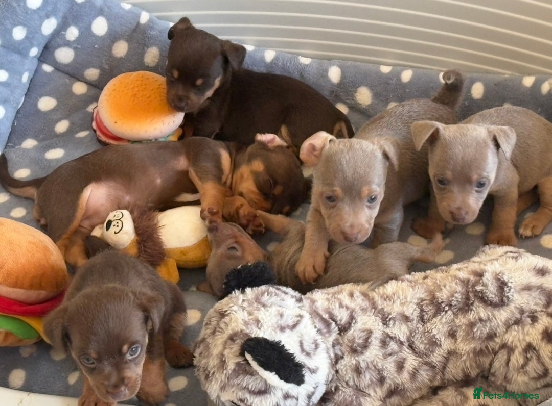 Jack Russell dogs for sale: Jack Russell’s lilac and Tan.  - Image 7