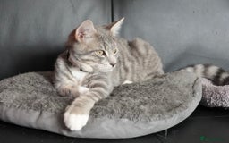 Mixed Breed cats for sale: Playful Loving Kittens for Their New Forever Home - Image 6