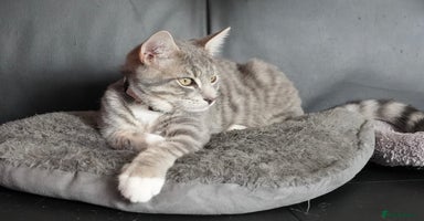 Mixed Breed cats - Advert 10