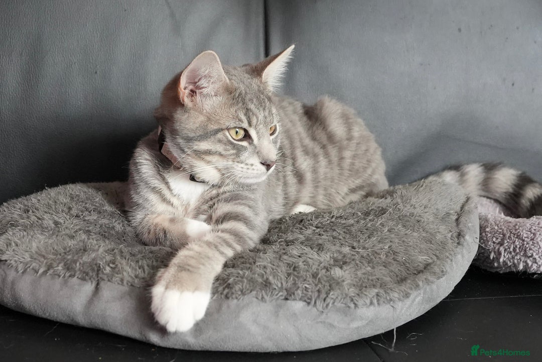 Mixed Breed cats for sale: Playful Loving Kittens for Their New Forever Home - Image 6