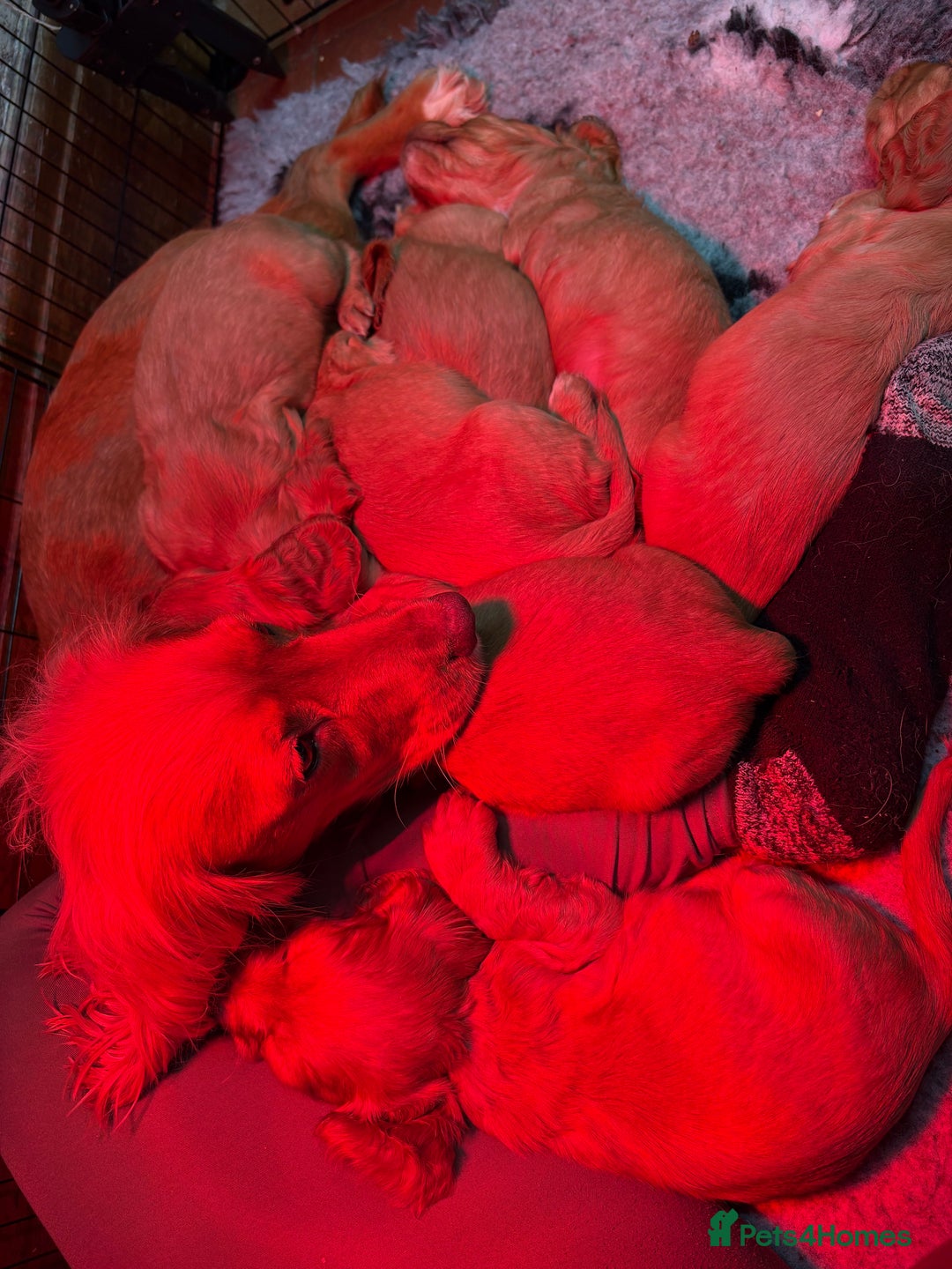 Cocker Spaniel dogs for sale: Golden Cocker spaniel puppies working bred  - Advert 14