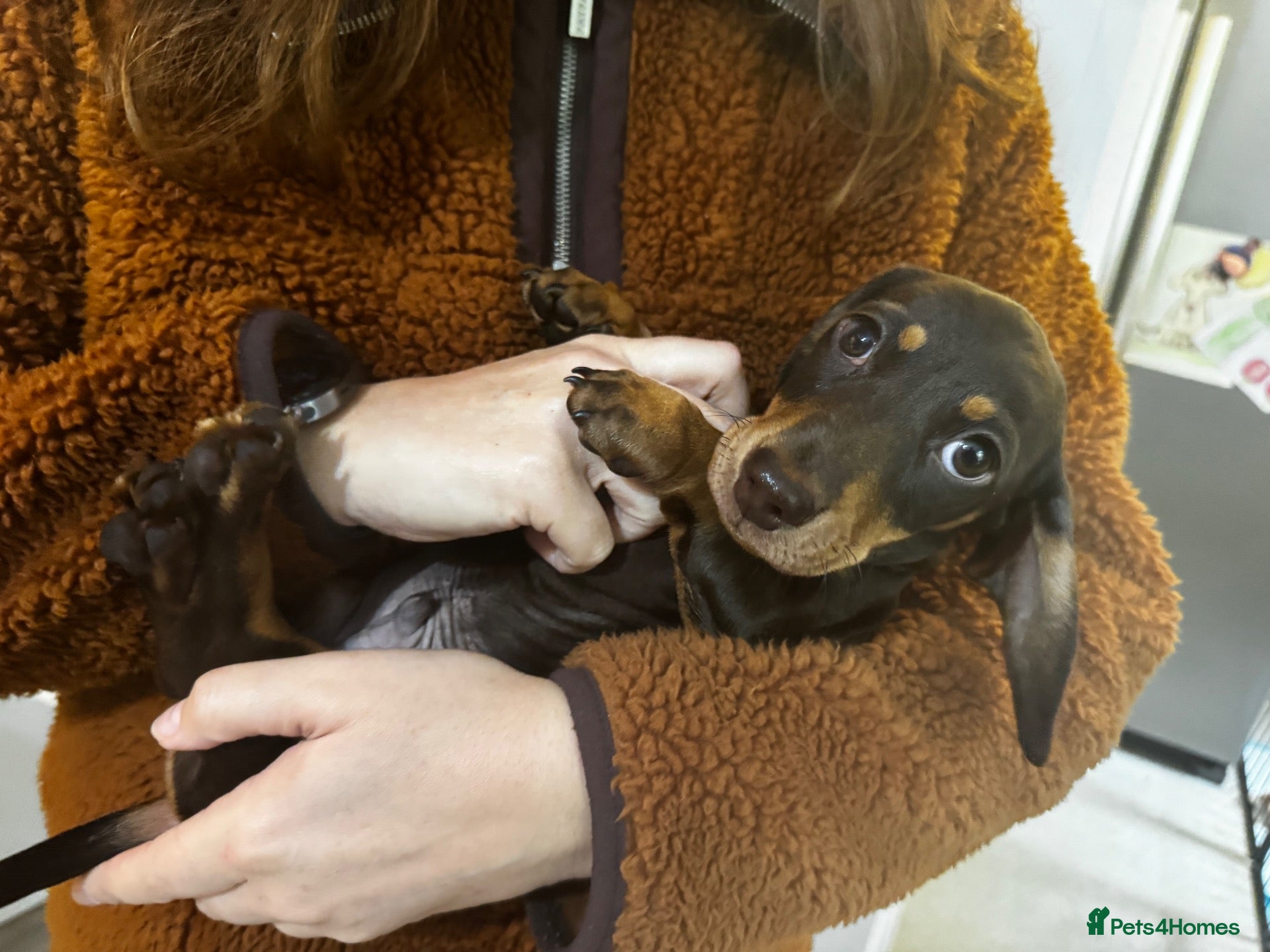 Miniature Dachshund dogs for sale: 🐶 LAST MALE AVAILABLE 🐶 - Advert 6