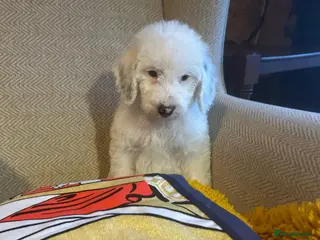 Mixed Breed dogs Australian Labradoodle Puppies - Advert 3