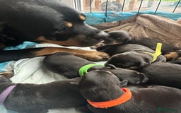 Rottweiler dogs for sale: Rottweiler puppies  - Image 5