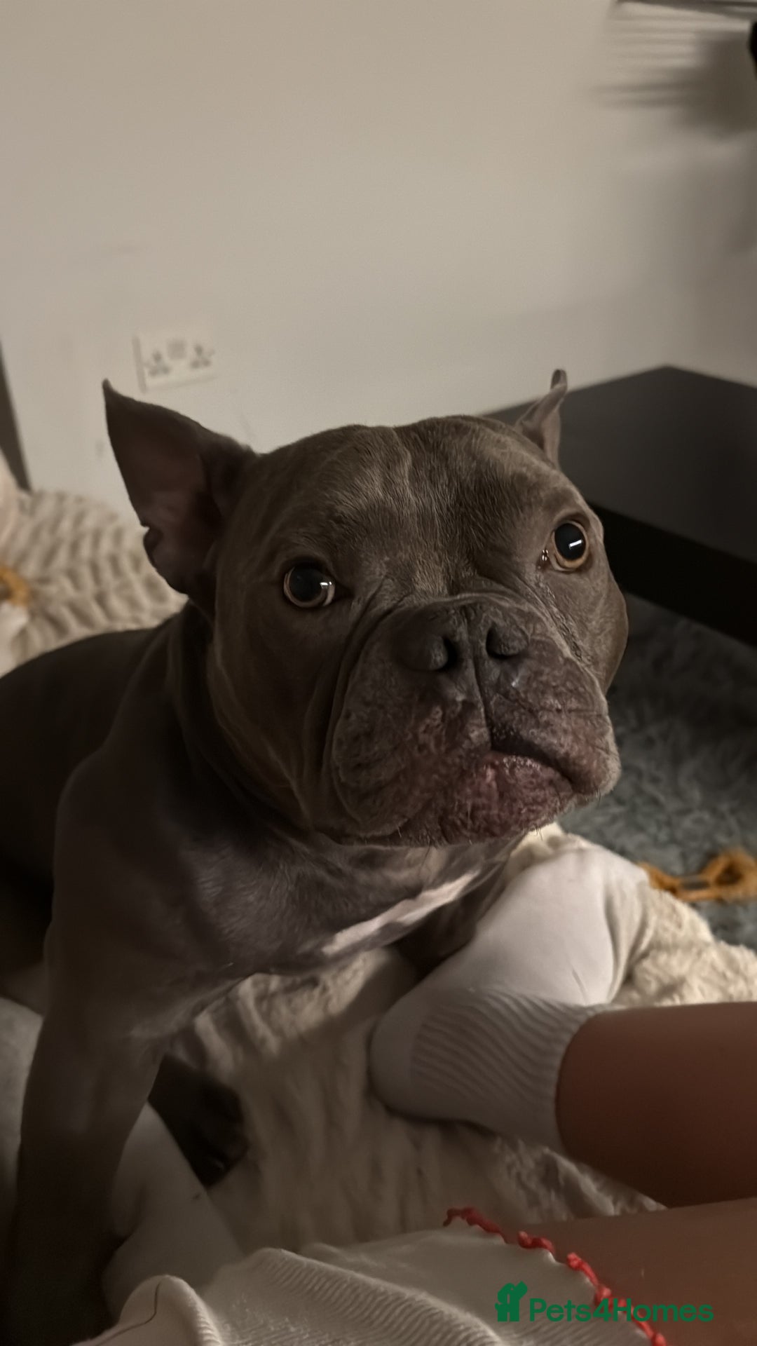 Mixed Breed dogs for sale: PEARL AND PAX - Advert 3