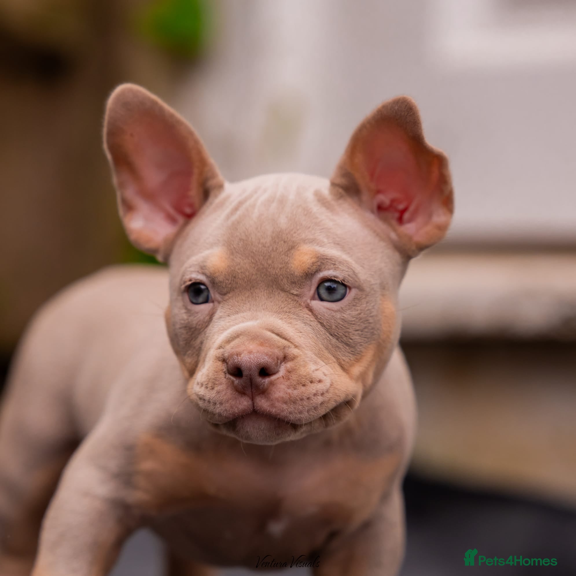 American Bully Puppy 6