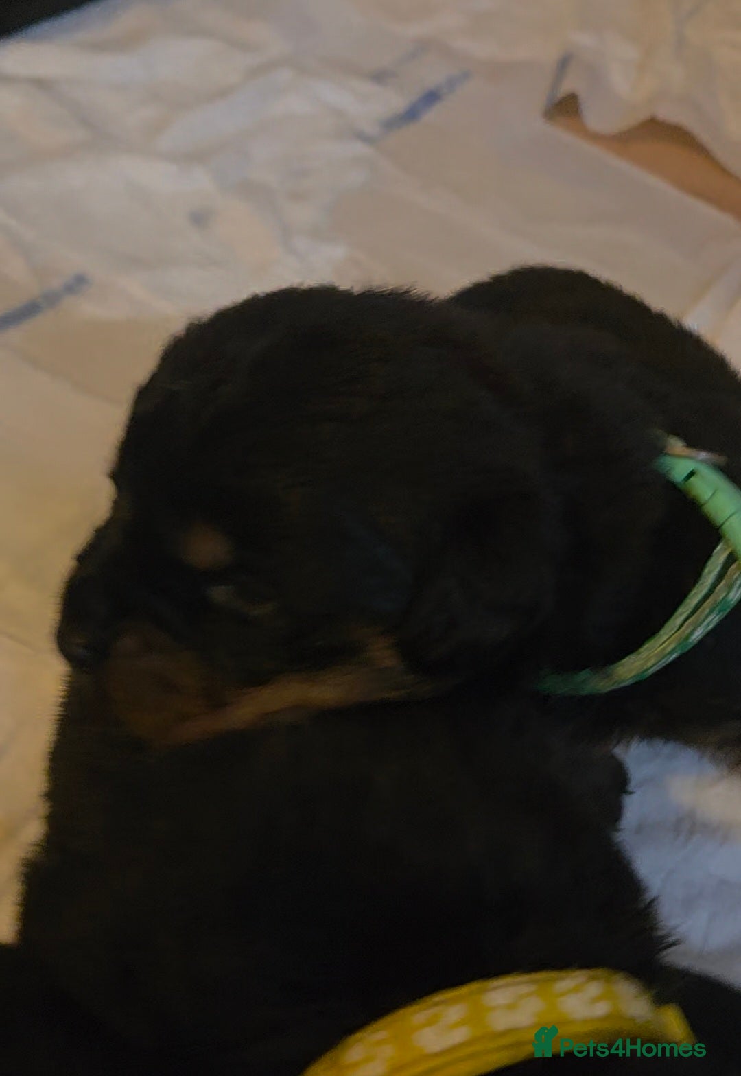Rottweiler dogs for sale: Rottweiler puppies - Advert 6