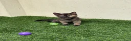 Mixed Breed cats for sale: 2 beautiful kittens looking for their forever home - Advert 11