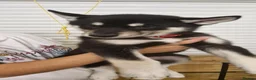 Siberian Husky dogs for sale: 5 Boys & 2 Girls Siberian Huskies – b. 21/5/26 - Advert 8