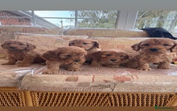 Cockapoo dogs for sale: F1 apricot cockapoos  - Image 1