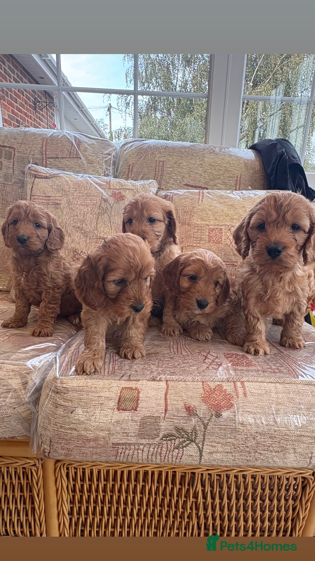 Cockapoo dogs for sale: F1 apricot cockapoos  - Image 1