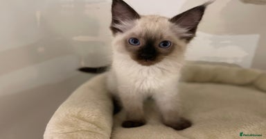 Ragdoll cats - Advert 4
