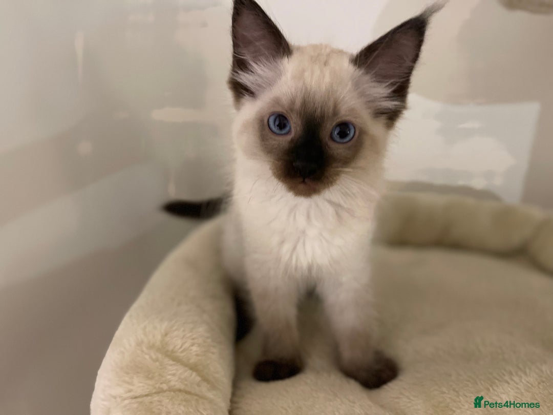 Ragdoll cats for sale: Luxury Champion Line Ragdoll Pedigree Kittens - Image 2