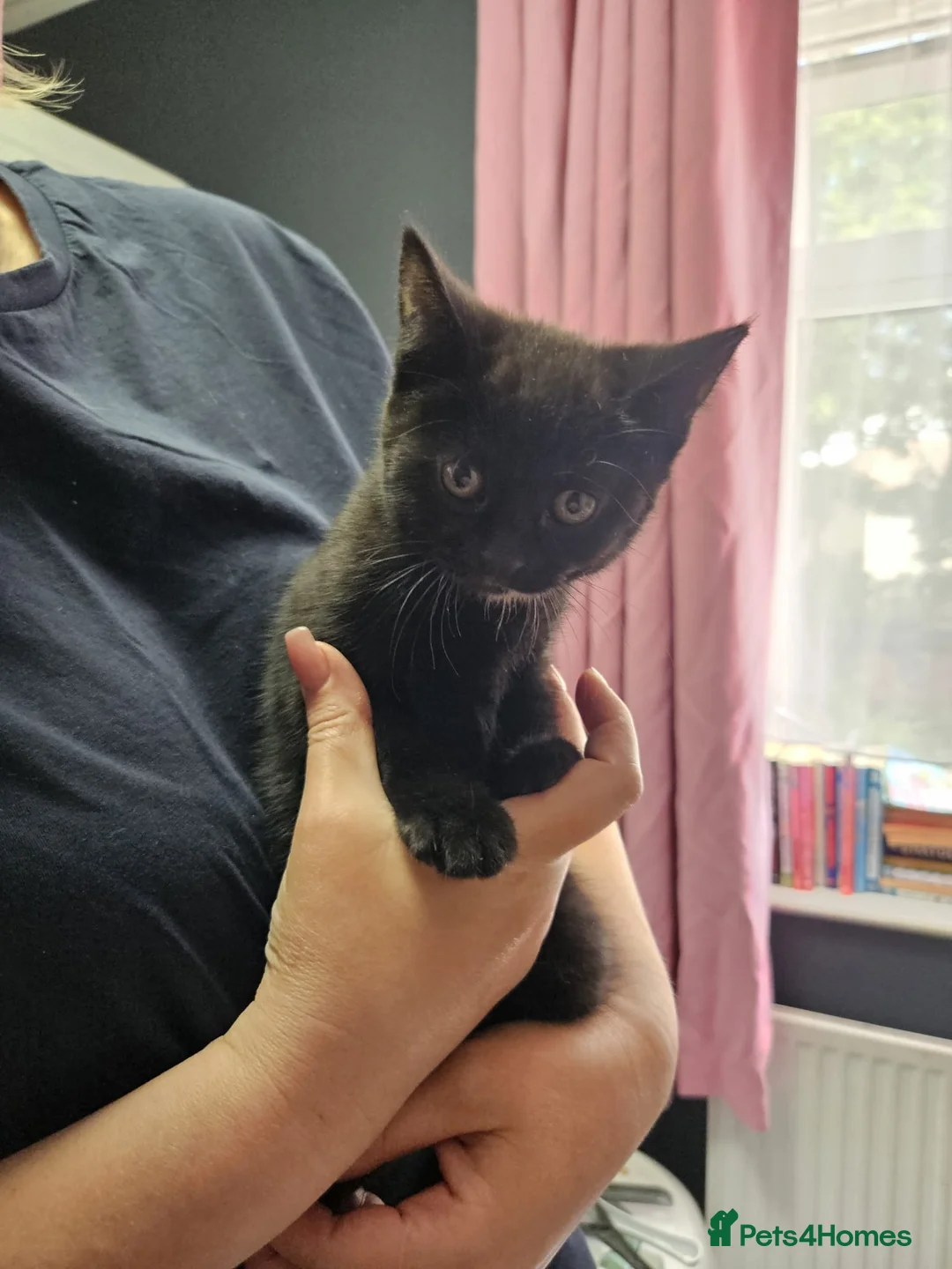 Mixed Breed cats for sale: British shorthair mixed  - Advert 2