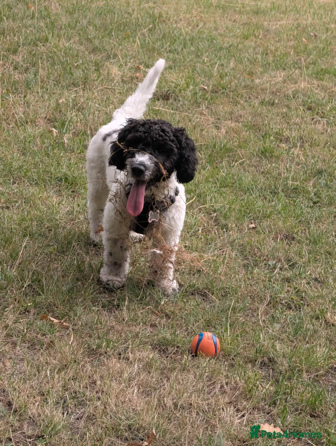Mixed Breed dogs for sale: Beautiful small cockerpoo in Sheffield - Advert 5