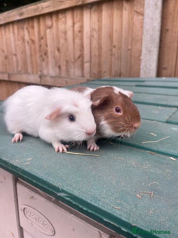 Guinea Pig rodents - Advert 15