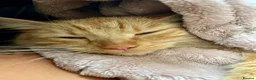 Mixed Breed cats for sale: Long haired ginger females kittens - Advert 2