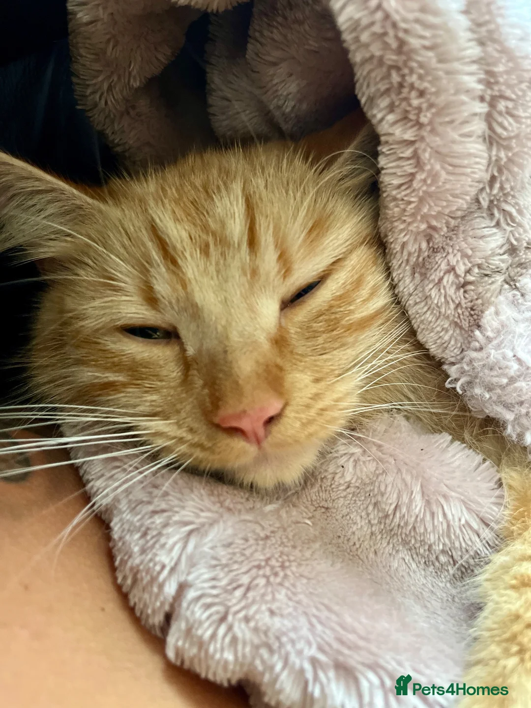Mixed Breed cats for sale: Long haired ginger females kittens - Advert 2