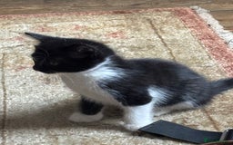 Maine Coon cats for sale: Twin Tuxedo Maine coon x BSH kitten girls - Image 1