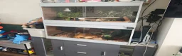 Mixed Breed reptiles for sale: Corn snake and royal python  in Leigh - Advert 2