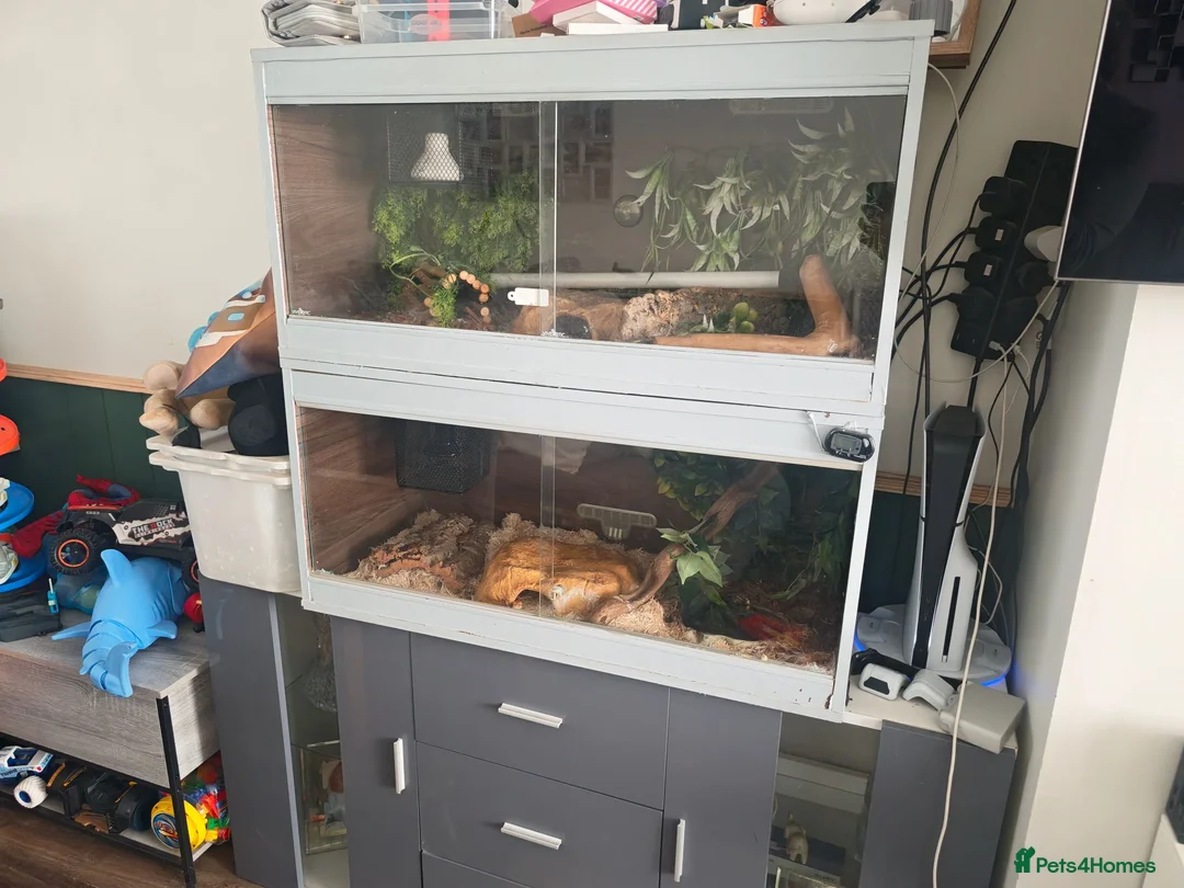 Mixed Breed reptiles for sale: Corn snake and royal python  in Leigh - Advert 2
