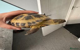 Tortoise reptiles for sale: Horsefield Tortoise - Image 5