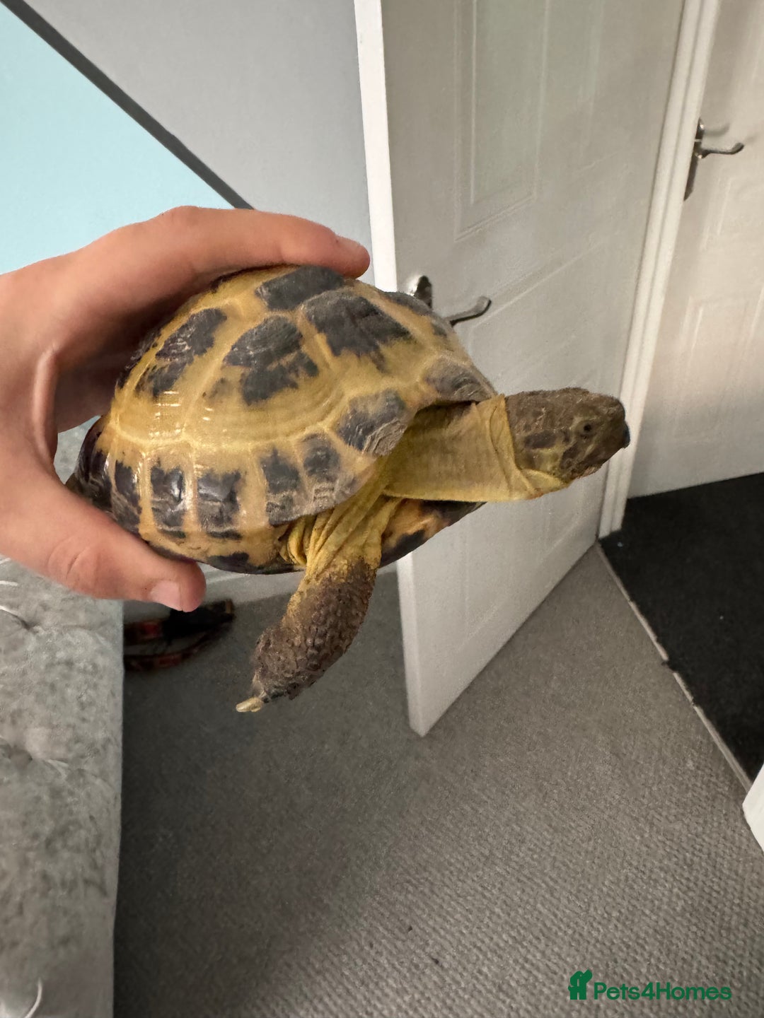Tortoise reptiles for sale: Horsefield Tortoise - Image 5