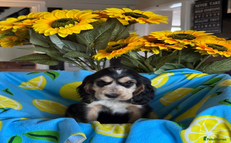 Cocker Spaniel dogs in Market Drayton - Advert 1