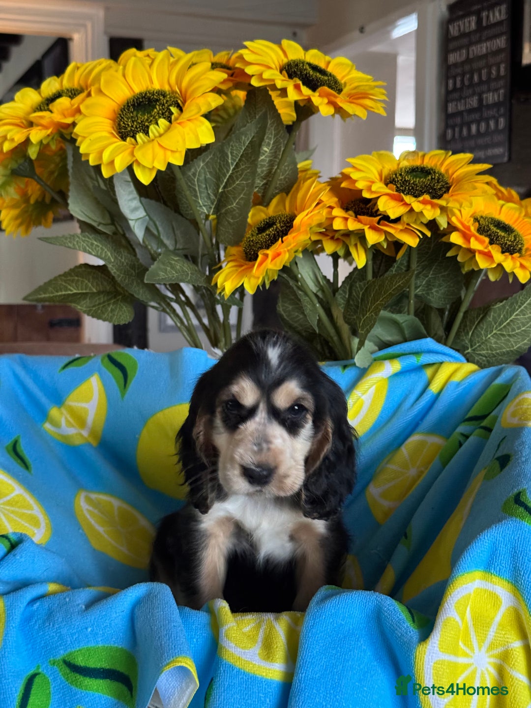 Cocker Spaniel dogs for sale: 3boys only  show type cocker spaniel puppies in Market Drayton - Image 8