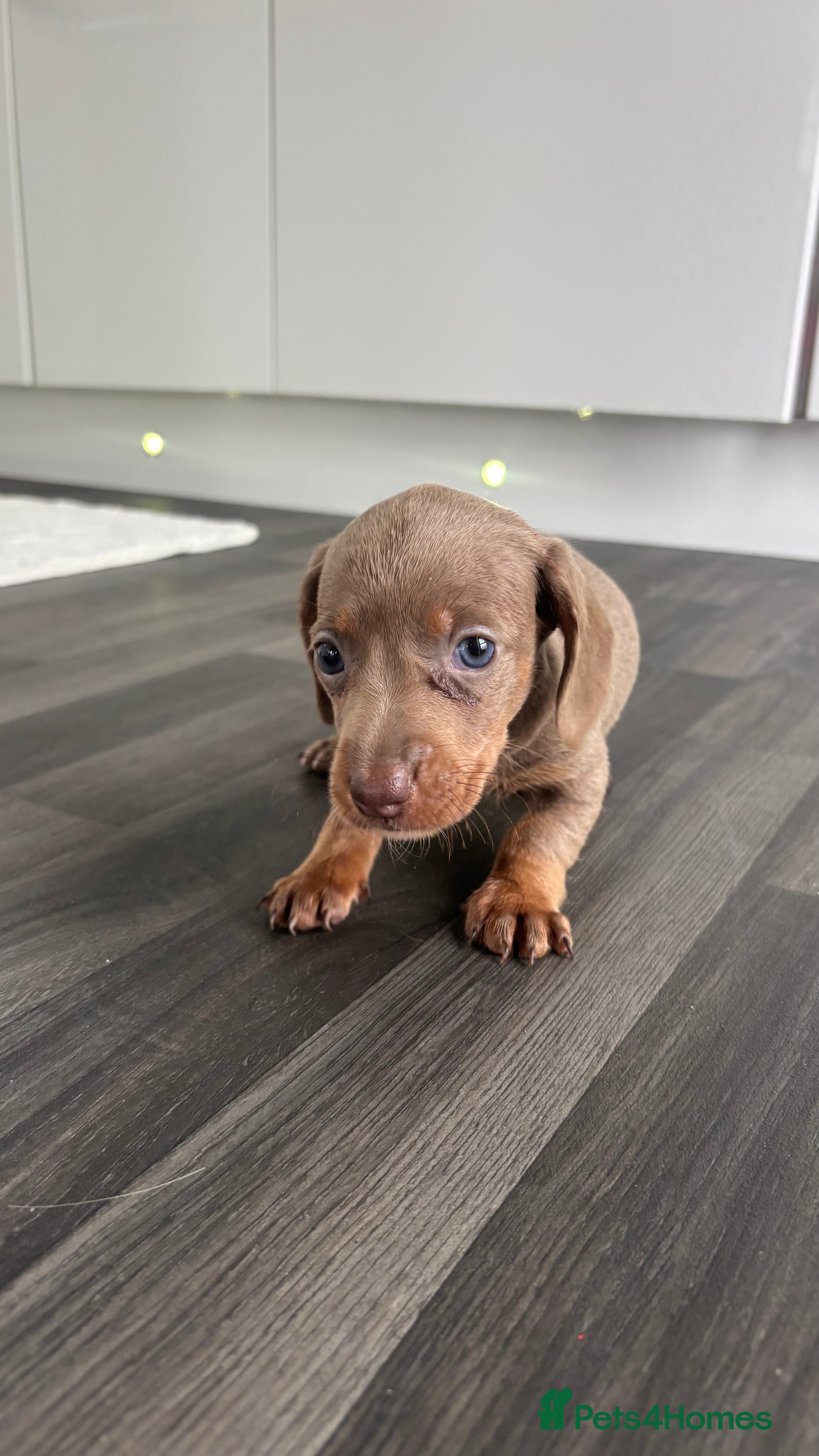 Miniature Dachshund dogs Miniature dashound puppy’s  - Advert 11