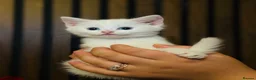 Domestic Shorthair cats for sale: Last 1 | Pure White Kitten for Sale | Ready Now  - Advert 5