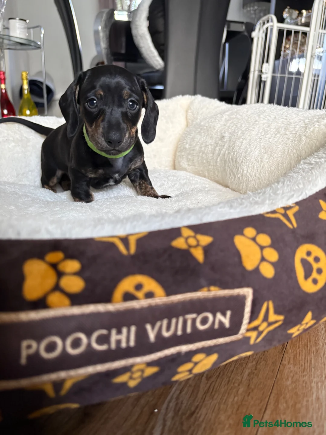 Miniature Dachshund dogs for sale: 3 mini dachshunds puppies  - Advert 1
