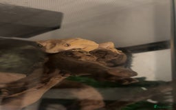 Gecko reptiles for sale: Crested gecko with whole set up - Advert 8