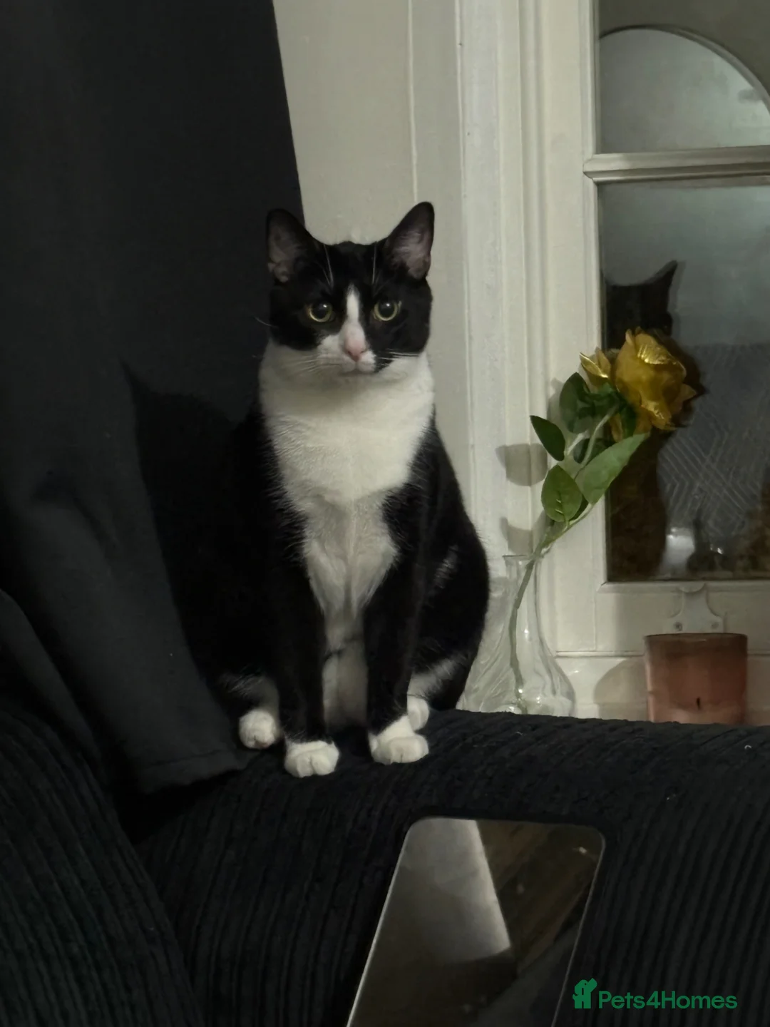 British Shorthair cats for sale: Milo needs rehoming  in London - Advert 3
