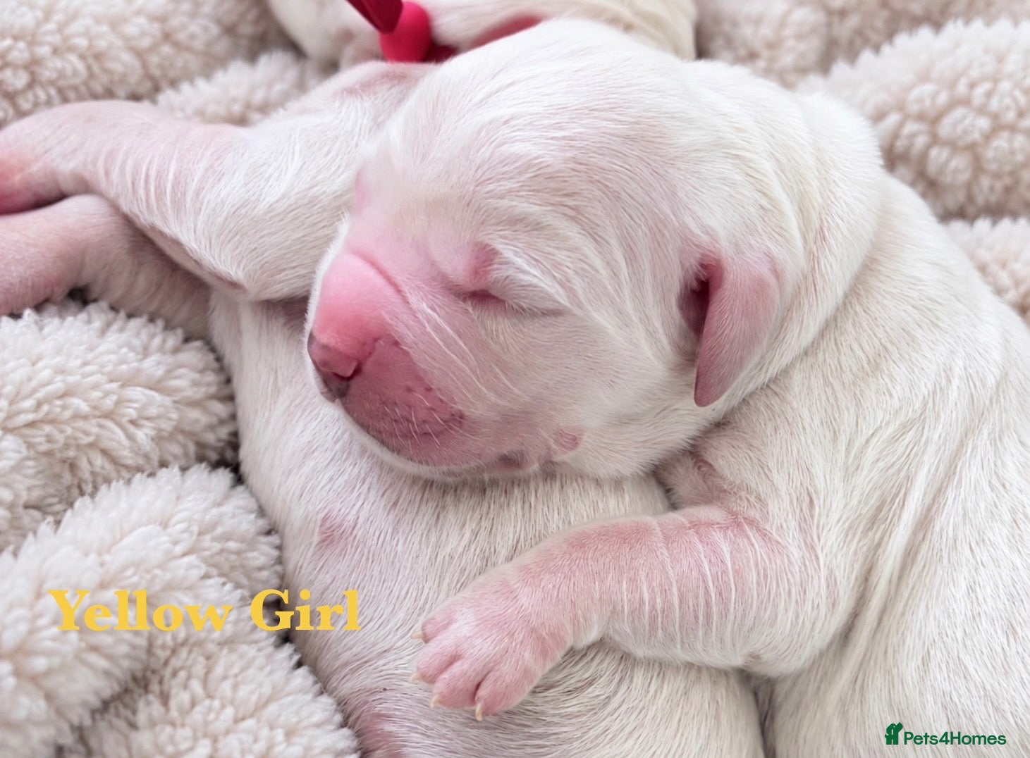 Golden Retriever dogs KC Champion line puppies from DNA tested parents  - Advert 1