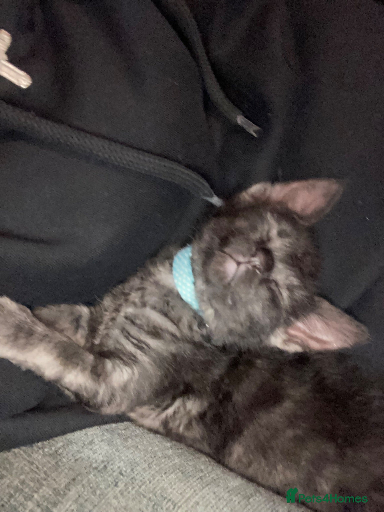 Domestic Shorthair cats 4 month old black cat  - Advert 4