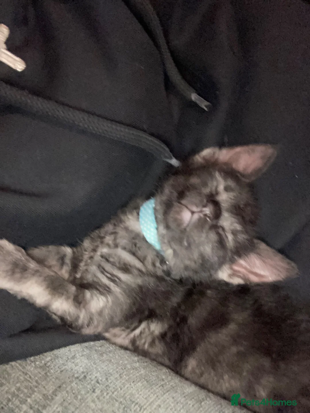 Domestic Shorthair cats for sale: 4 month old black cat  - Advert 1