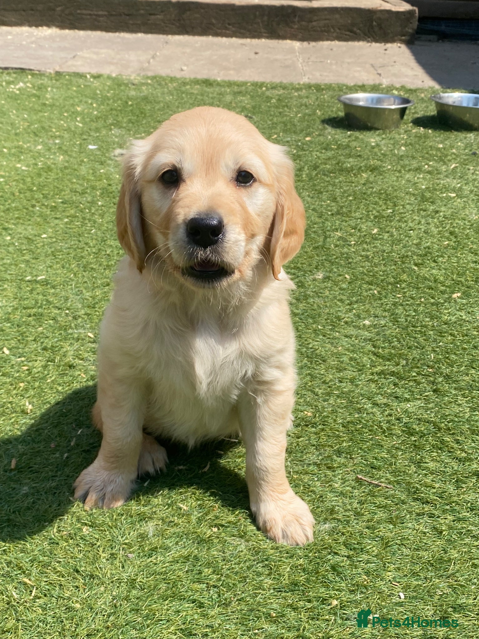 Golden Retriever dogs 1 Beautiful Golden Retriever Girl Left 😍🩷 - Advert 2