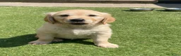Golden Retriever dogs for sale: 1 Beautiful Golden Retriever Girl Left 😍🩷 - Advert 2