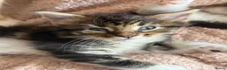Maine Coon cats for sale: Stunning Maine Coon Kittens looking for 5⭐️ homes - Advert 29