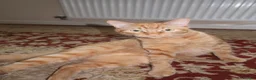 Domestic Shorthair cats for sale: TeddyBear - Advert 11