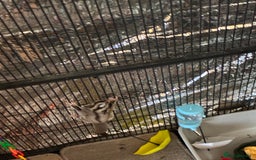 Sugar Glider rodents for sale: Sugar glider for sale - Image 4
