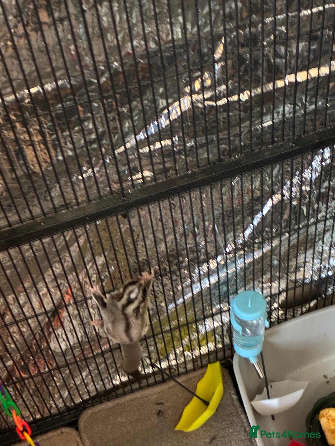 Sugar Glider rodents for sale: Sugar glider for sale - Image 4