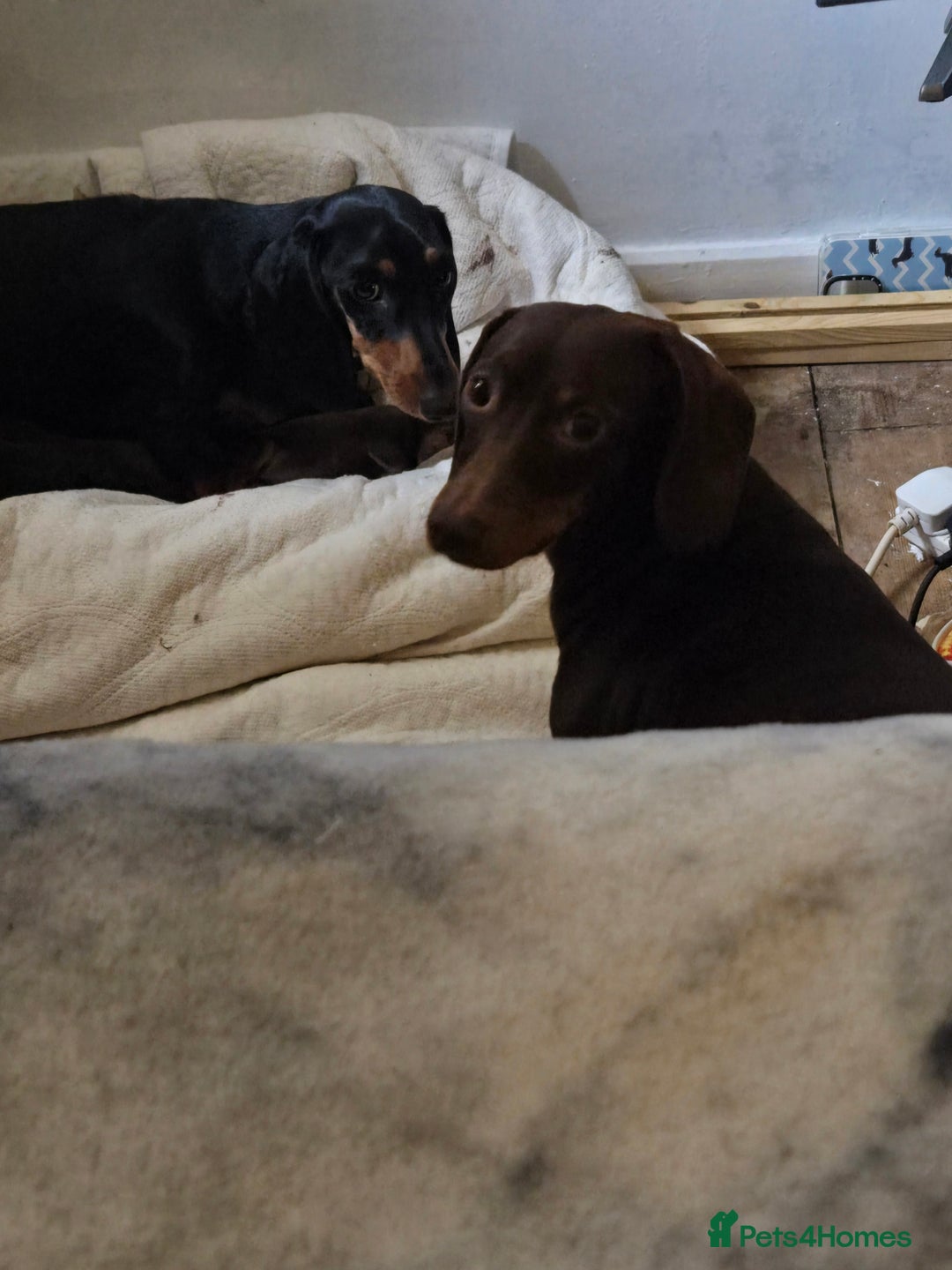 Miniature Dachshund dogs for sale: Miniature dacshund pups for sale - Image 6