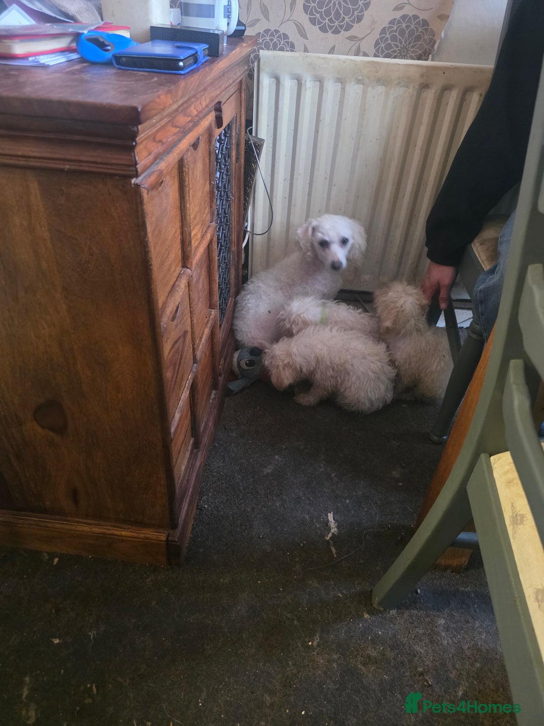 Cavachon dogs for sale: Bichon  - Image 6